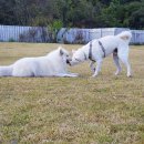 두푸딩하우스 이미지