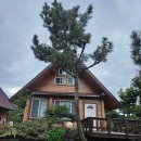 제주통나무휴양펜션 | 제주 서귀포시) 넓은 정원, 편백나무 향을 느낄 수 있는 숙소 추천 &lt;제주빌레성통나무휴양펜션&gt;