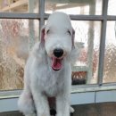 솜솜 애견미용 이미지