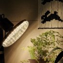 팜텍 | 히포팜텍 UFO램프 블랙 사용후기｜식집사가 기다리던 신제품 등장