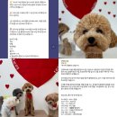 개나리 애견유치원 이미지