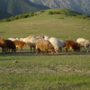 백양목장 이미지