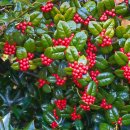 가시나무공원 이미지