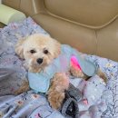 재마루길 | 대구 남산동 애견미용 다드몽 내돈내산 얼굴컷+위생미용 솔직후기