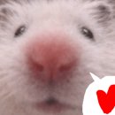 프랭크버거 상봉역점 이미지