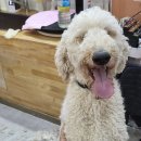 빛나개살롱 이미지