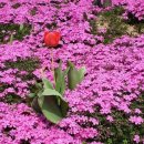 튤립공원 이미지