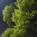 싱그러움으로 가득찬 봄밤... 혼자있는 밤(김광석) 이미지