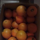 늘푸른청과 이미지