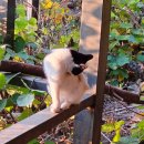 흰그루밍 이미지