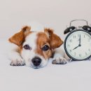 우리강아지(My Dog) 이미지