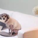 루나니트스토리 이미지