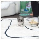 천사펫하우스 | 분당미니포메분양 후기 – 분당에서 만난 작은 천사