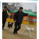 마한애견 이미지