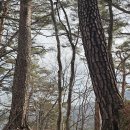 후기: 2026.02.21 대관령 옛길 설경 대신 겨울을 보내는 푸근한 봄맞이 걸음~~ 이미지