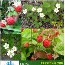 하얀꽃딸기 이미지