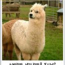 라마 이미지