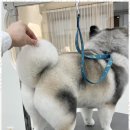 우아댕댕 | 시흥배냇미용 우리 아이를 위한 최고의 미용 경험, 우아댕댕 후기