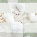 강아지 이모 | 수서강아지무료분양 이모의 테디비숑 입양 대작전?!