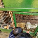 북로농장 | 인천 아이랑 가볼만한곳 | 네살 아이와 반디교육농장 솔직후기 (입장료, 주차, 꿀팁)