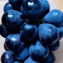 인서농장 이미지