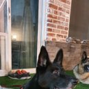 수안이네 이미지