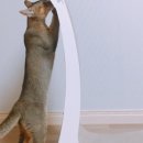 뽀데이 이미지