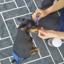 왈왈그루밍 이미지