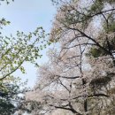 구억리입구 북측 3가 1 | 남산 벚꽃길 남측순환로따라 남산타워 오르기