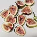 남도농장 | <남도의 식탁> 가을 홍무화과 막차 탑승 내돈내산 후기