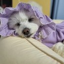 제주어류양식수산업협동조합 어류자원순환센터 | 프롬한라스틱 광어순살 동물운동가가 만든 제주산 고양이, 강아지 츄르