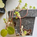 장모님본가 | 노원꽃집 화공방 현 장모님 생신 축하꽃다발 예약 후기예요