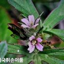 미국쥐손이풀 이미지