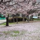 화심골 Daum카페