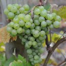 주식회사 라피스 | [후기] 라피스 루나 소비뇽블랑(Lapis Luna Sauvignon Blanc) 2018