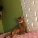 태능동물병원 | [에카] 태능동물병원 고양이 예방접종 / 고양이전문병원 다년온 후기