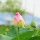 삼락 이미지
