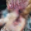 도그앤피플 동물병원 | 도그앤피플동물병원 :: 난치성 귀질환 &amp; 외과수술 전문 동물병원