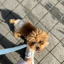 진레스카페 이미지