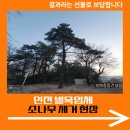소나무 | 인천 벌목업체 소나무 제거 현장
