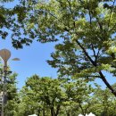 매곡천 자전거길L | 올림픽공원 피크닉 다녀왔어요 l 서울 주말 나들이 데이트, 자전거 대여 위치 및 비용, 나홀로나무