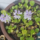 행복이 넘치는 강 펜션 | 자연 속 그 자체를 즐길수있는 홍천펜션 <행복이 넘치는 강펜션>