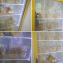 님도그냥 | 도래울 수제간식 도래울 애견동반카페 님도그냥 방문 후기