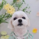 가람애견전문미용실 이미지