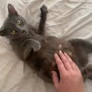 고양이 하루 이미지