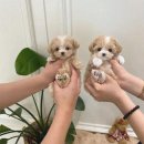 귀엽고 소중한 강아지 반려견을 만나는 특별한 퍼피룸 방문 후기