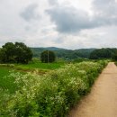 소뚝도랑 둘레길 | 이천 소뚝도랑 둘레길에서 본 꽃