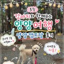 양양 강아지 동반 캠핑장 : 양양캠프장 강아지 동반 후기