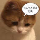 호랭이왕족발 이미지