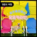 [영흥도] 모모카라반 - 애견동반 펜션, 글램핑 / 영흥수협회센터 미진상회 후기